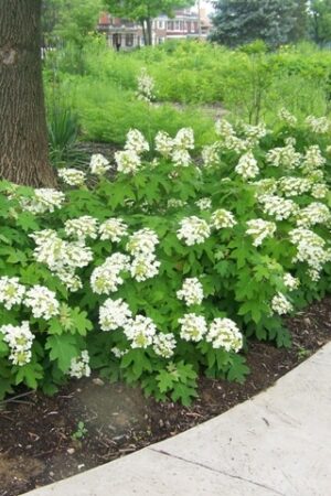 Hydrangea 'Pee Wee'