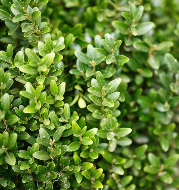 Buxus Sempervirens - Image 2