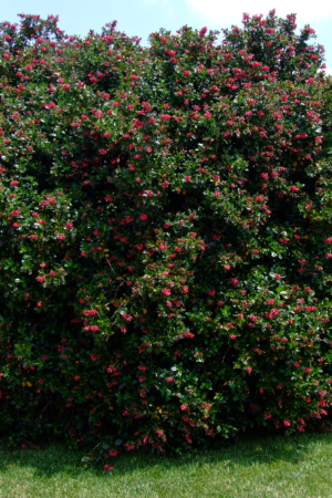 Escallonia Rubra