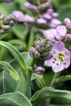 Hosta Mouse Ears