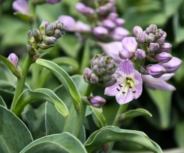 Hosta Mouse Ears