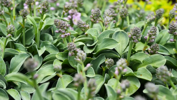 Hosta Mouse Ears - Image 2