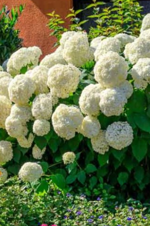 Hydrangea Annabelle