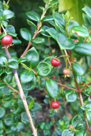 Myrtus Ugni