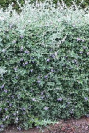 Teucrium Fruticans