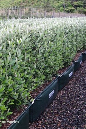 Corokia Gentry's Green