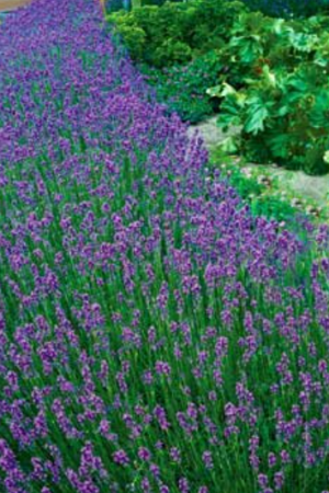 Lavender Dilly Dilly