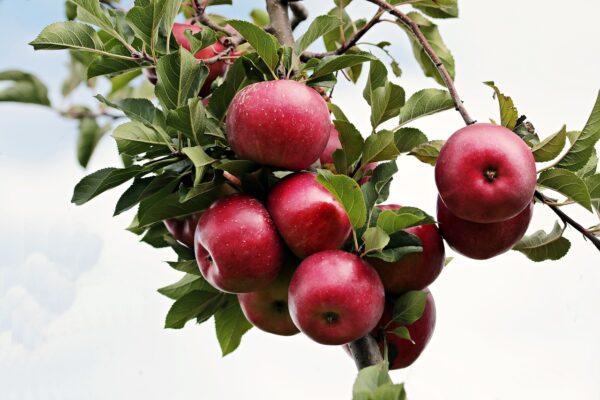 Apple Teacher's Pet