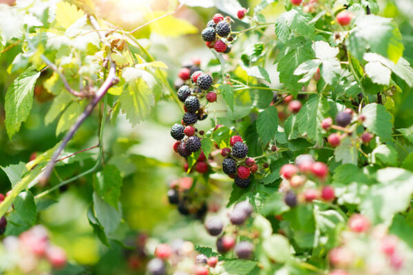 Berryfruit Boysenberry Starlight