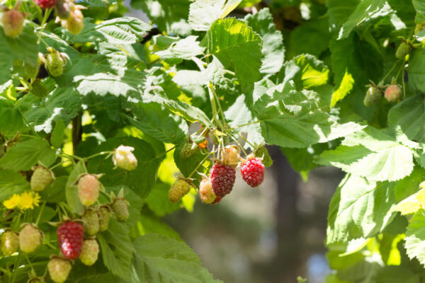 Berryfruit Loganberry Waimate