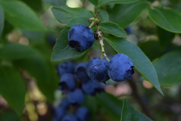 Blueberry Blue Dawn