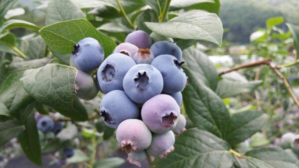 Blueberry Oneal