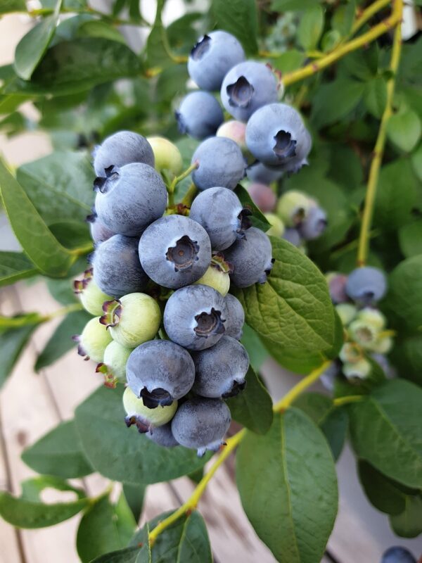 Blueberry Powder Blue