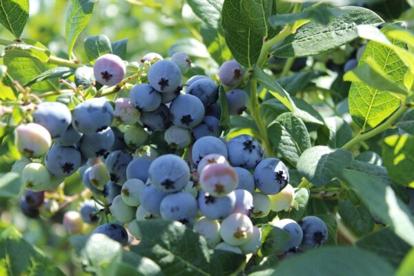 Blueberry Rahi