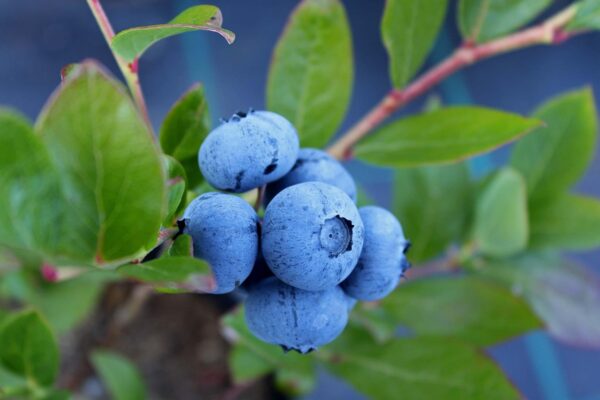 Blueberry Reka