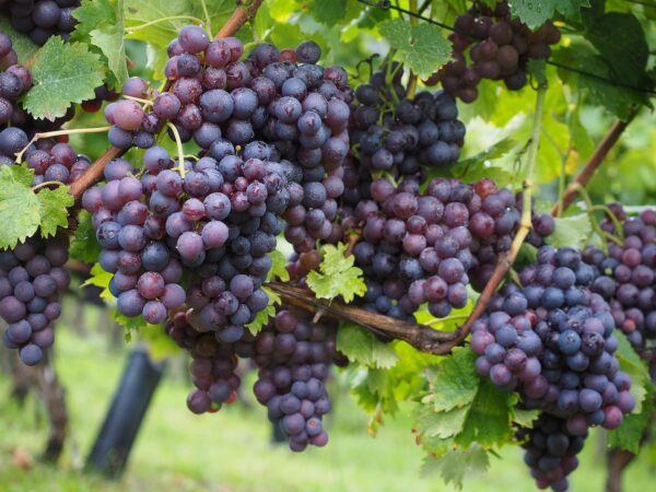 Grape Buffalo