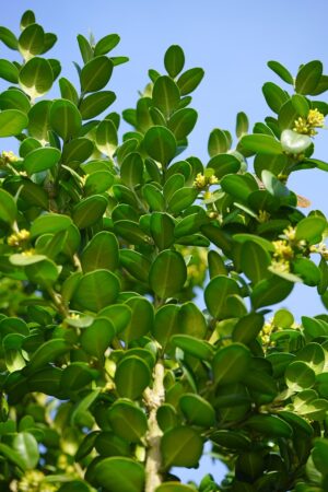 Buxus Microphylla
