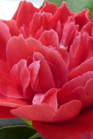Camellia Mark Allen