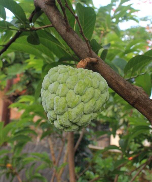 Cherimoya Bronceada