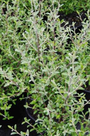 Corokia Geentys Ghost (PVR)