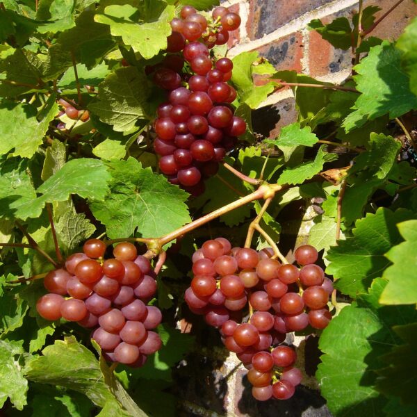 Grape Candice Seedless