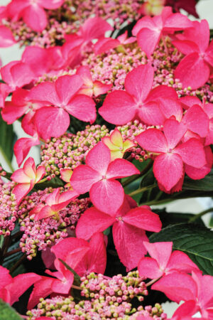 Hydrangea Strawberries and Cream