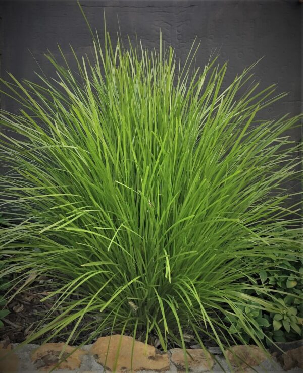 Lomandra Lime Tuff
