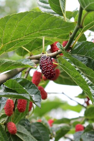Mulberry Hicks Early