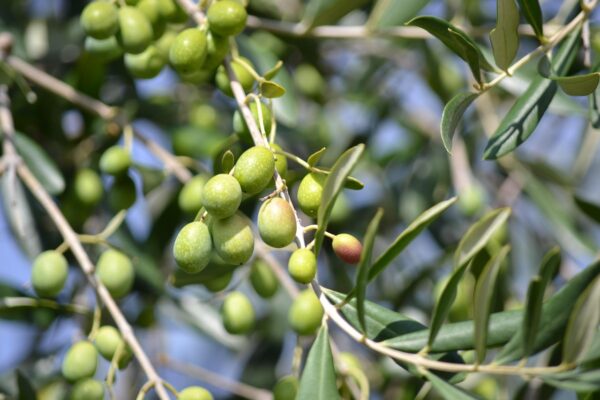 Olive Leccino