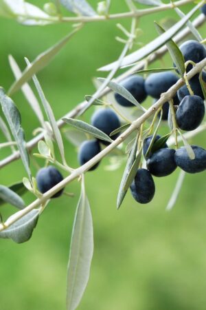 Olive Picua