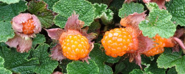 Orangeberry