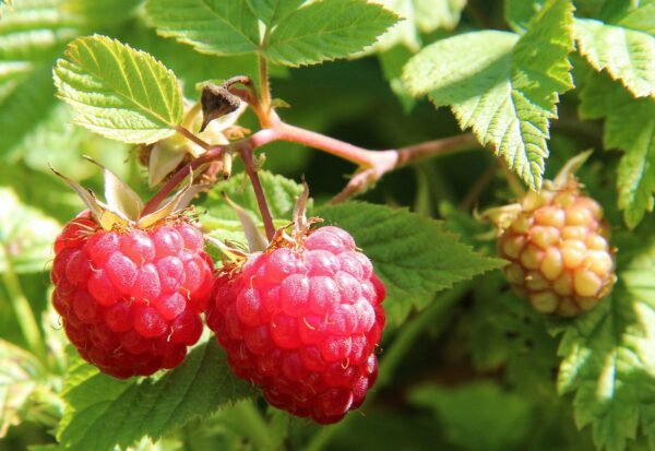 Raspberry Aspiring