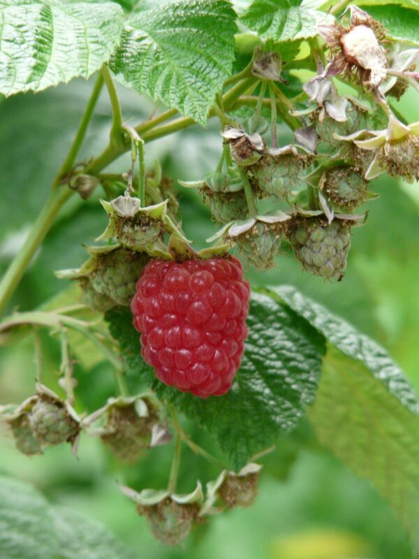 Raspberry Tulameen