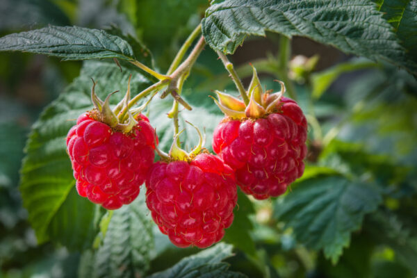 Raspberry Waiau