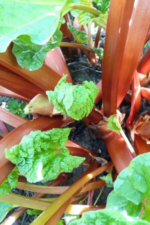 Rhubarb Crimson Sunrise