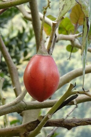Tamarillo Muligan