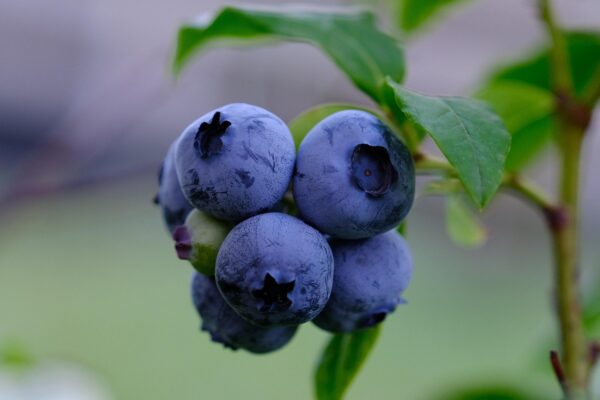 Blueberry Sapphire Blue