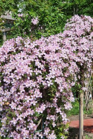 Clematis mont. Rubens