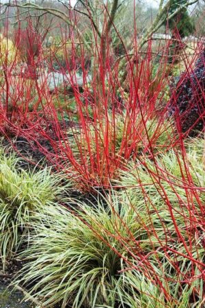 Cornus Alba Sibirica