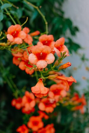 Campsis x Madame Galen