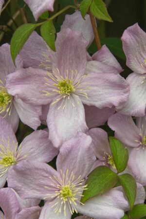 Clematis mont. Marjorie