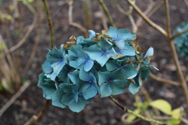 Hydrangea 'Renate Steiniger' - Image 2