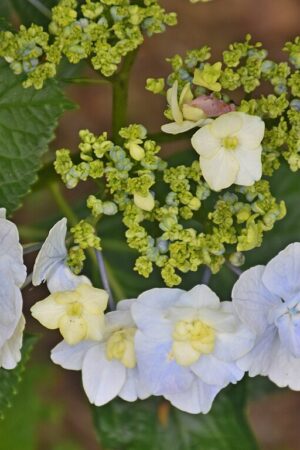 Hydrangea 'Trophy'