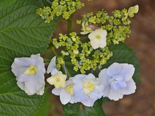 Hydrangea 'Trophy'