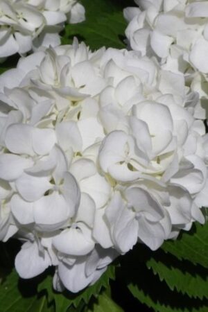 Hydrangea 'Bridal Bouquet'