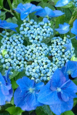 Hydrangea 'Nightingale'