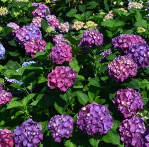 Hydrangea 'Raspberry' (Summer Crush™)
