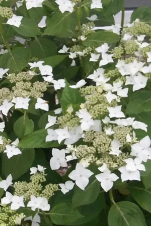 Hydrangea 'White Wave'