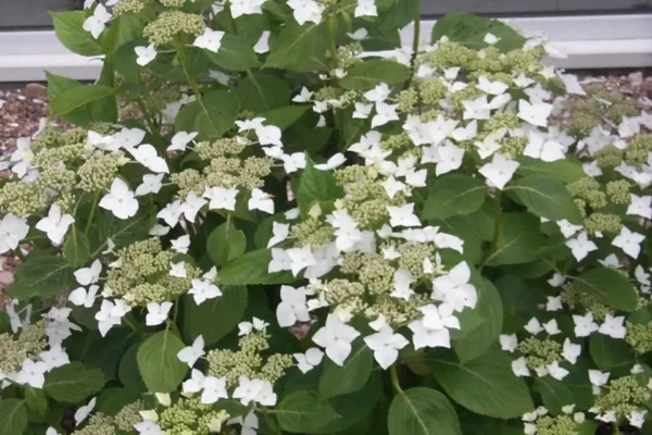 Hydrangea 'White Wave'