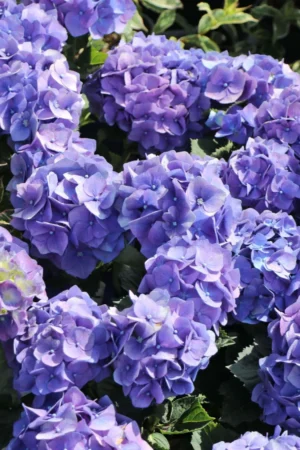Hydrangea 'Renate Steiniger'